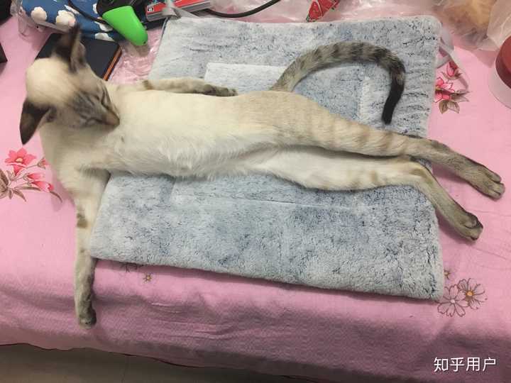 养东短(东方短毛猫)是什么体验? - 知乎