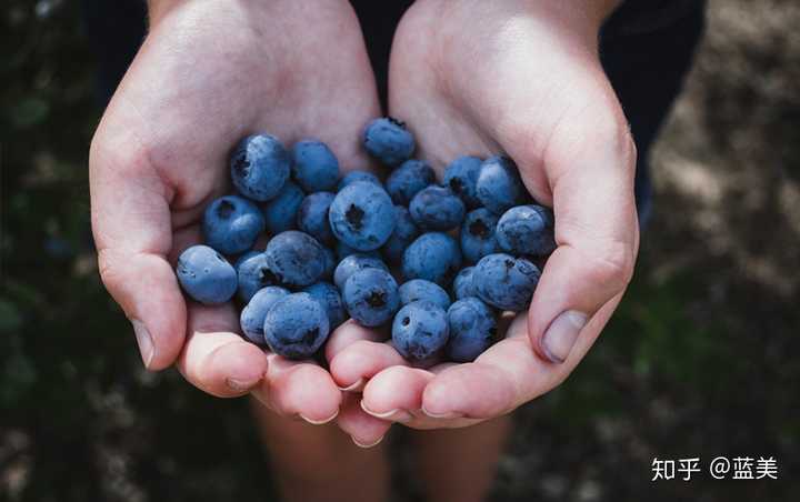 蓝莓中含有的花青素对人体有什么好处 知乎