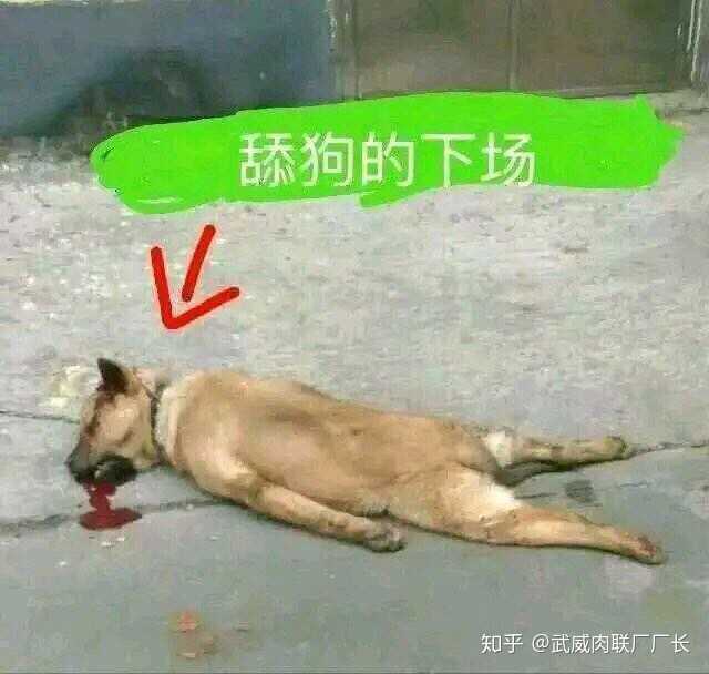 舔狗到底能有多卑微?