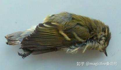 为什么看不到自然死亡的鸟类？ - 知乎