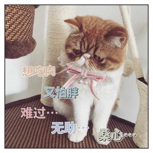 猫得了感冒会自己好吗 知乎