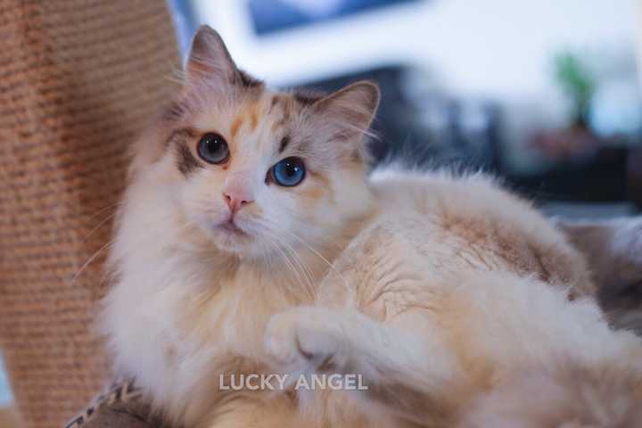 养猫要做好什么准备 包括哪些心理准备 知乎 养猫要做好什么准备 包括哪些心理准备 知乎