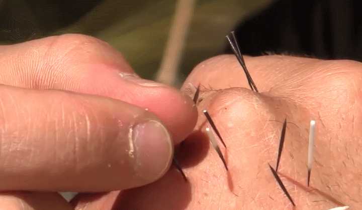 豪猪是怎么射出刺豪猪刺能反复长出来豪猪刺是以什么方式固定在身体上