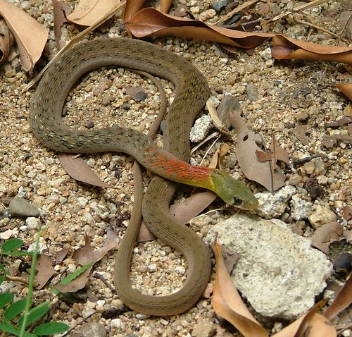 《国家重点保护野生动物名录》征求调整意见,哪些濒危动物值得关注?