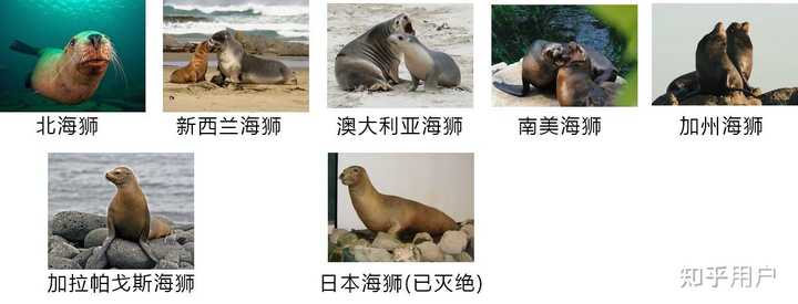 怎么区分海狮、海狗、海豹? - 知乎