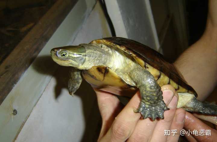 如何分辨花龟、草龟、黄喉拟水龟的杂交品种? - 知乎