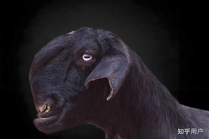 为什么在西方文化中，羊是恶魔的化身，羔羊却反而是圣洁的代表呢？ - 知乎