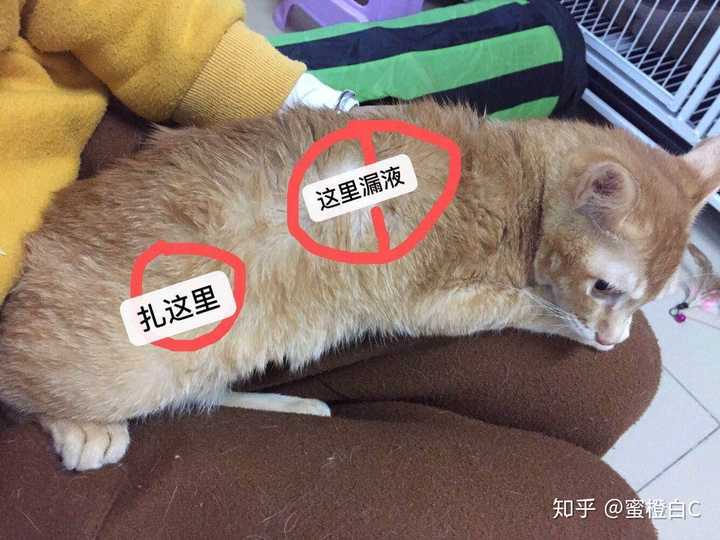 猫传腹的早期症状及治疗是什么 知乎