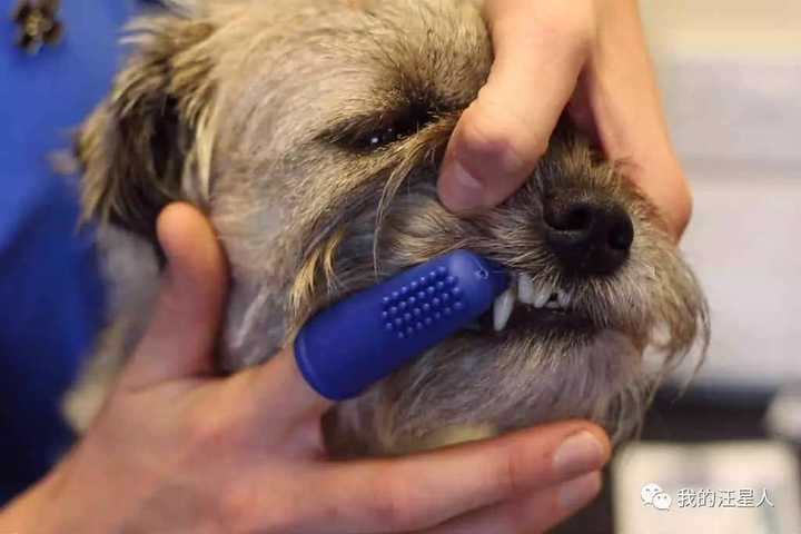 狗狗口腔疾病会很严重么?给狗狗刷牙是不是能避免