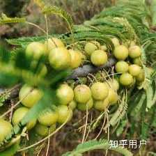 云南滇橄榄的功效与作用有哪些? - 知乎