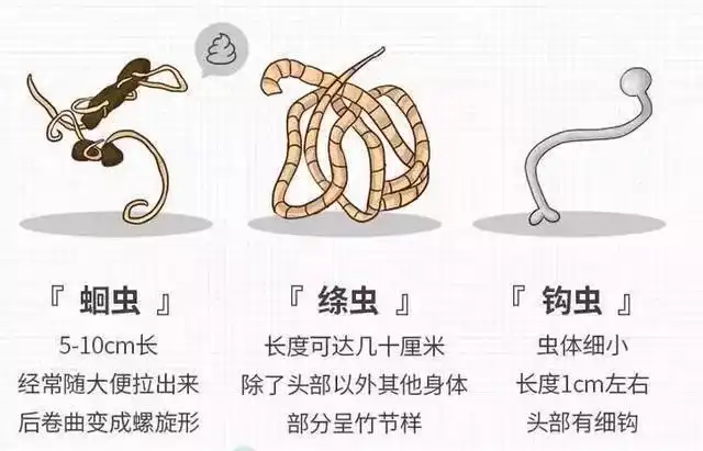 对的是肠道寄生虫，包括蛔虫、绦虫、钩虫、线虫、蛲虫、鞭虫、丝虫等。