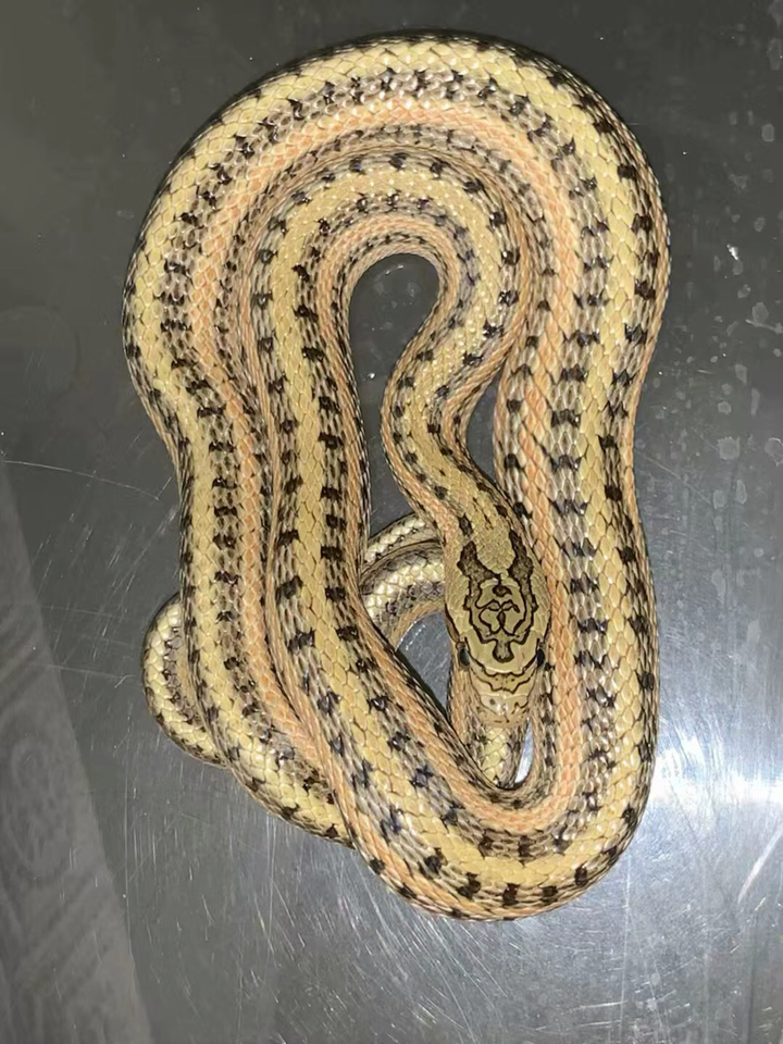 花蛇图片 农村常见的蛇图片大全 花蛇的照片大全