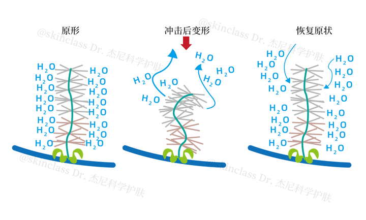 什么是细胞外基质？ - 知乎