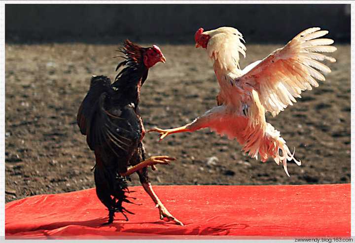 遭遇挑衅的小混混,这个时候可以用一个典型的博弈:斗鸡博弈(chicken