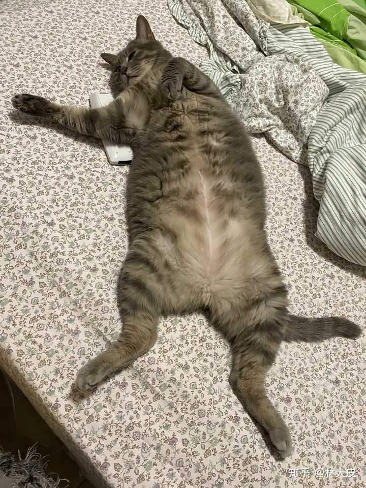 灰色狸花猫罕见吗 知乎