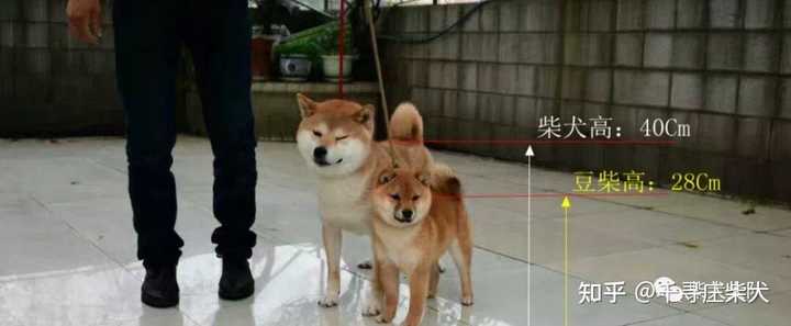 Cream Mourn Rainy 柴犬雌体重 Kan Non Ji Itako Jp Cream Mourn Rainy 柴犬雌体重 Kan Non Ji Itako Jp