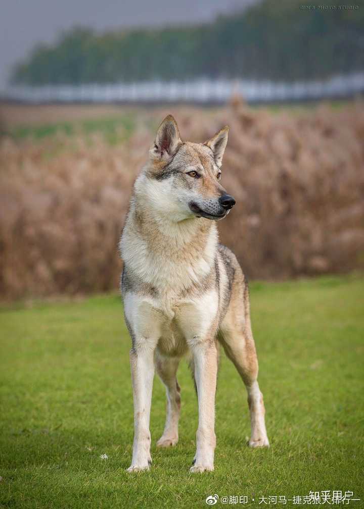如何区分纯种捷克狼犬和狼串? - 知乎