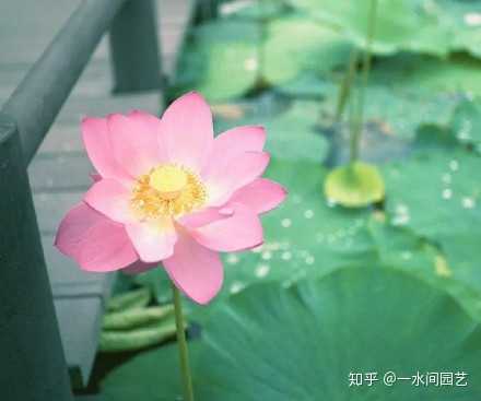 荷花和莲花是一种植物吗 知乎