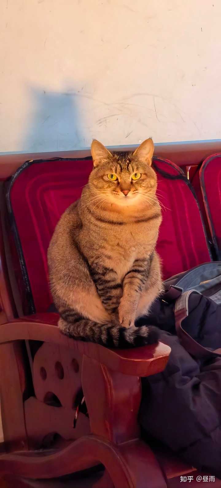 养雀猫(麻猫)是一种怎样的体验? - 知乎