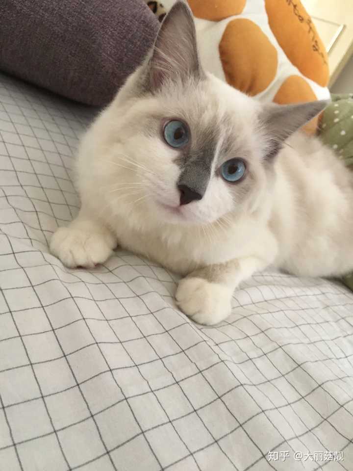 见识一下拥有刀疤面具的布偶猫