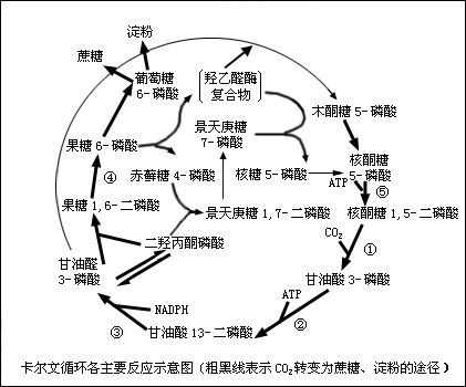 光合作用的中的光反应和暗反应是怎么一回事? - 知乎
