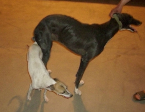 狗交配会出现拔不出来的现象 这种流行说法是真实的吗 知乎