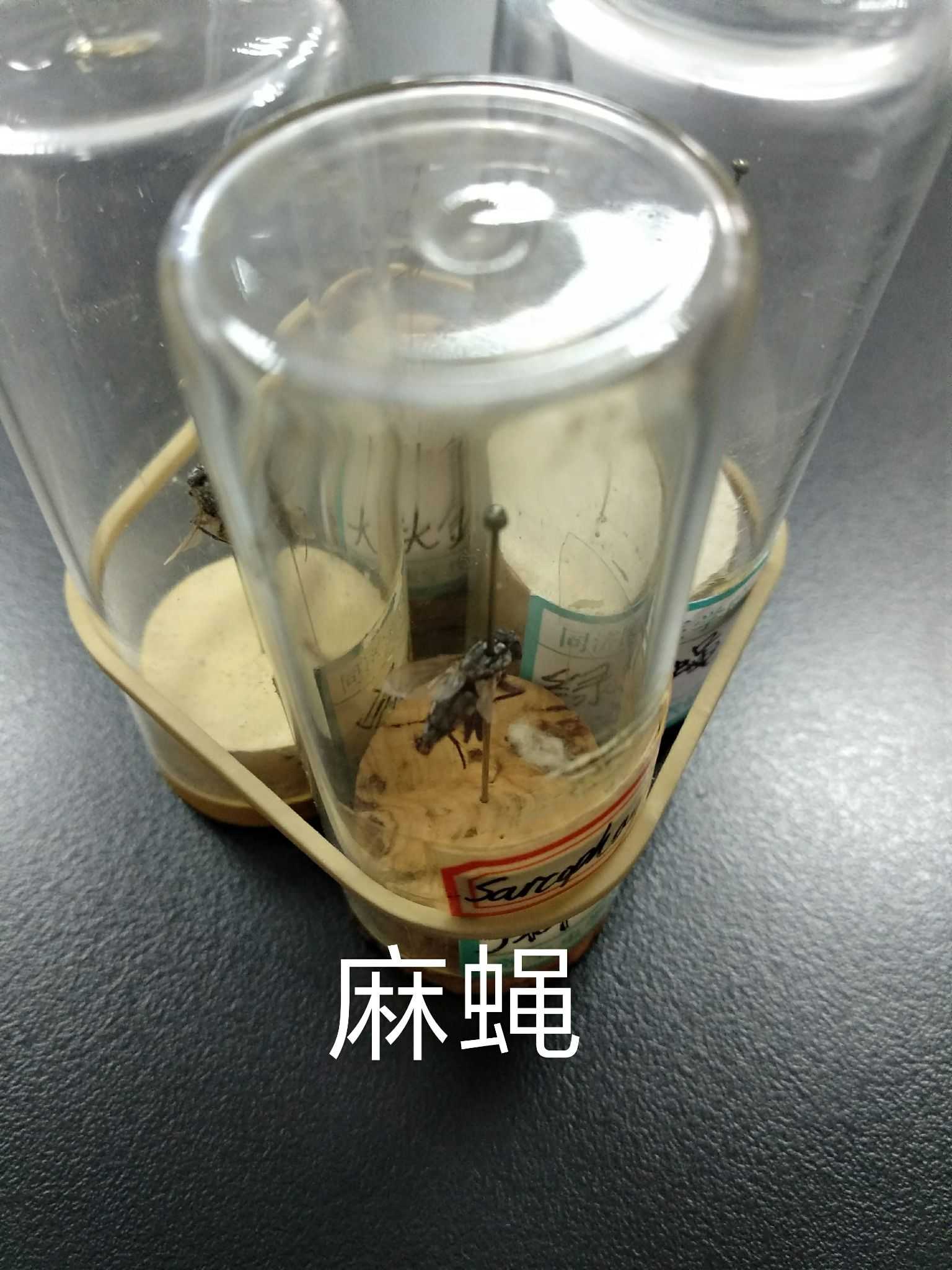 4 多图,流量! 5 想要了解寄生虫的相关内容,可以关注我们