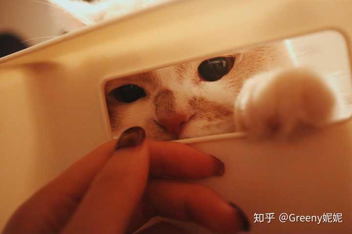 新手开始养猫要注意些什么 知乎