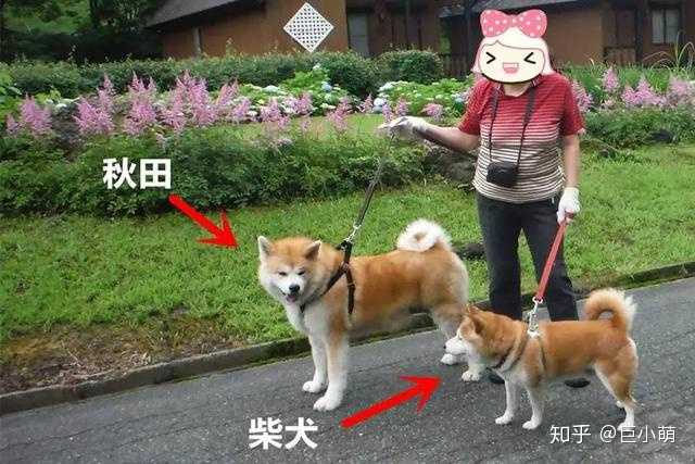 柴犬和秋田的区别是什么 柴犬和秋田 Duboot网