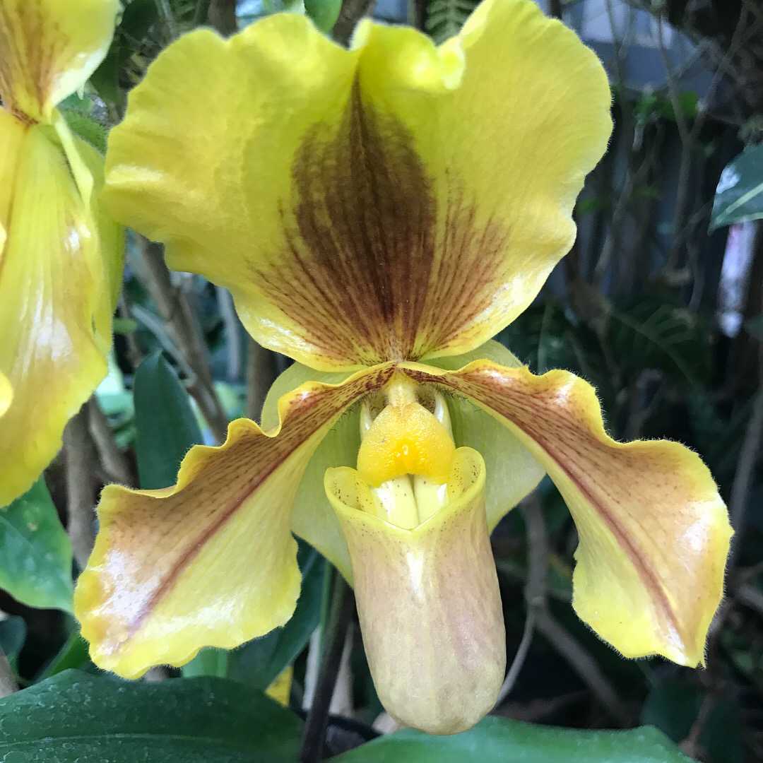 长得像人脸的兰花