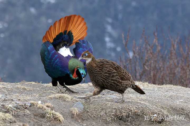 有哪些外表好看的鸟纲鸡形目鸟类动物