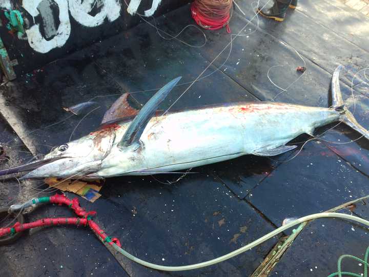 蓝枪鱼,经济价值低,老人与海里面的那条鱼,英文名为blue marlin.