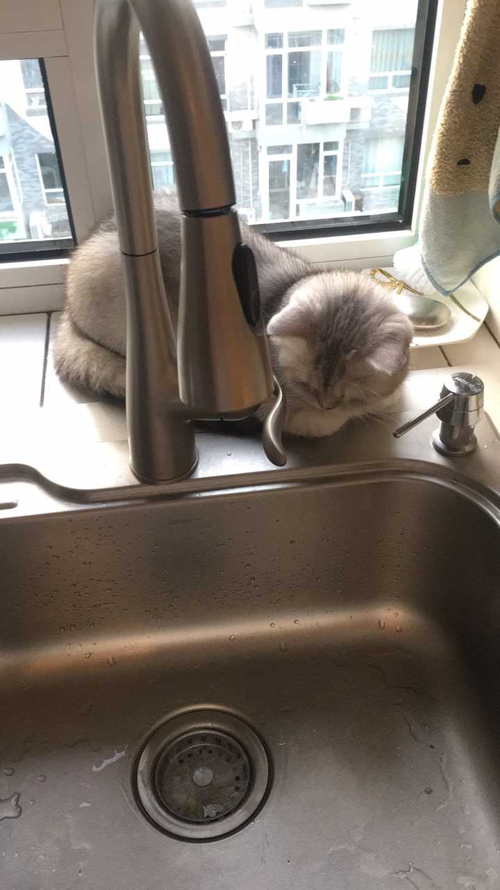 家里养猫还能做开放式厨房吗？如果做的话，需要注意哪些点？ - 知乎