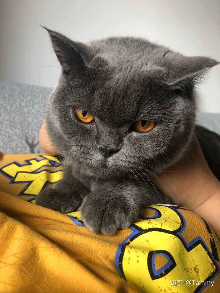 请问养两只猫 不是橘猫 一个月大概需要多少钱 知乎 请问养两只猫 不是橘猫 一个月大概需要多少钱 知乎