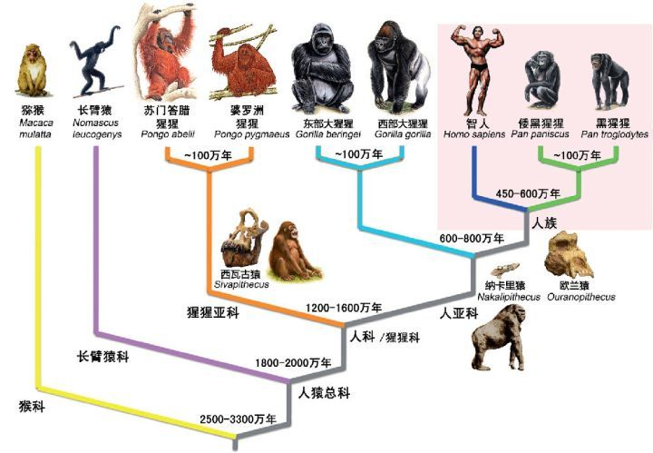 为什么人类没有进化成6根手指,是因为5根手指已经完美了吗? - 知乎