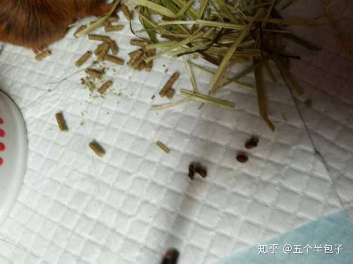 动物的粪便都是什么样的?