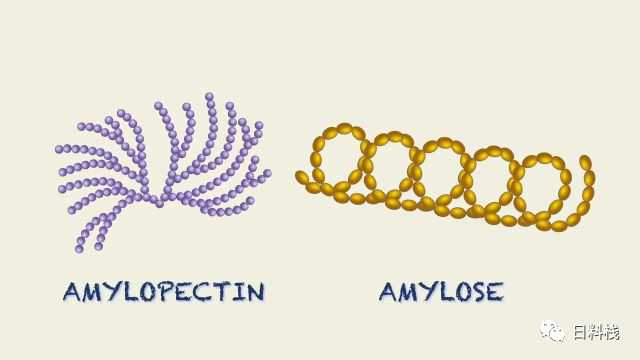 支链淀粉【左】和直链淀粉【右】.via:http://know.baidu.com