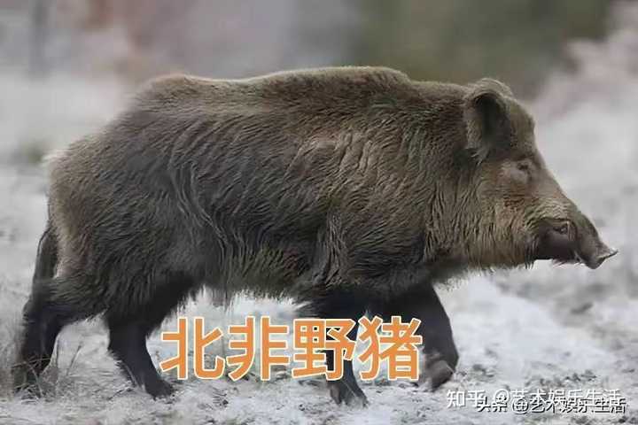 世界十大猪种是什么？各有什么特点？ 知乎 