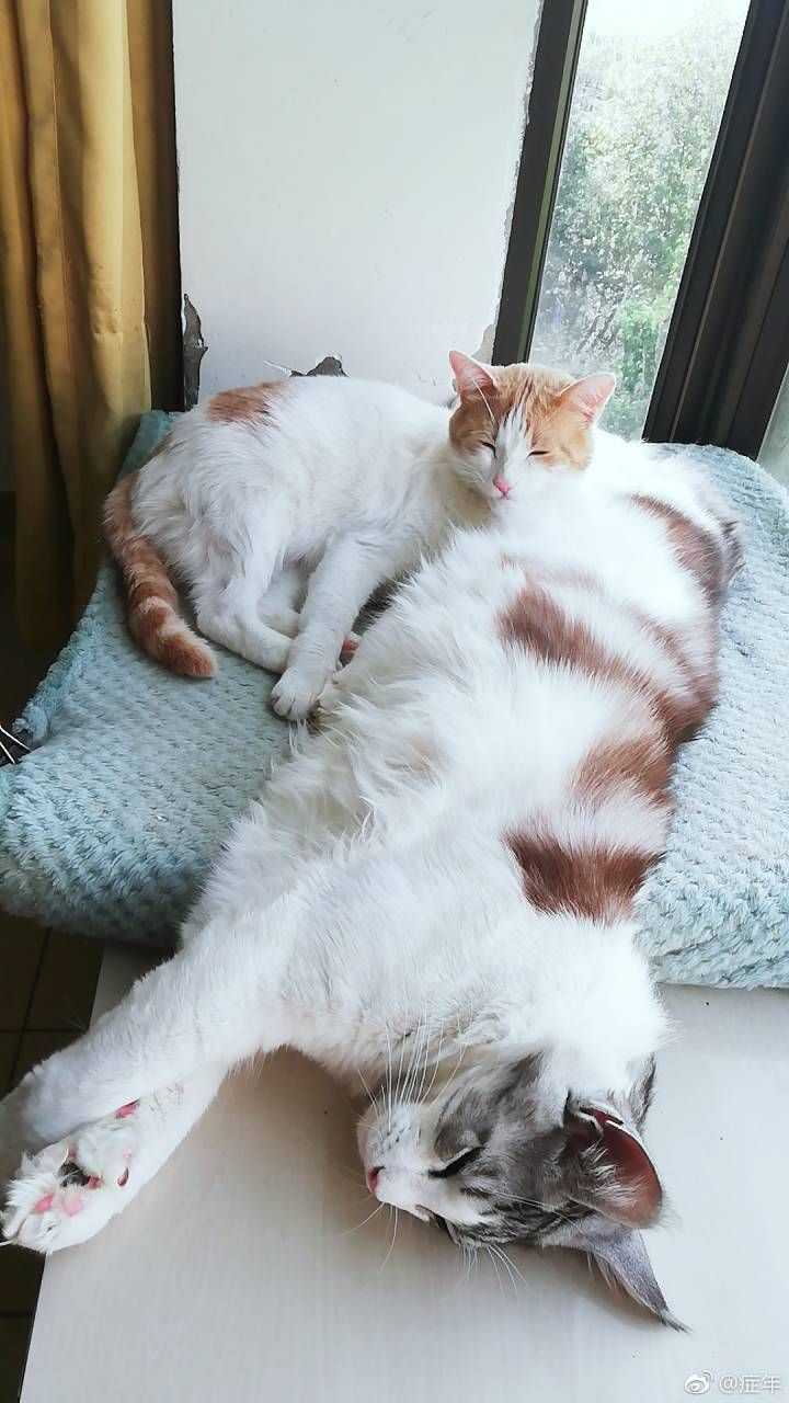 缅因猫最大可以长多大?