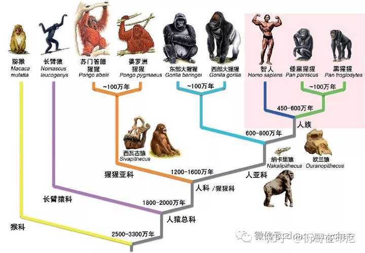 如果没有生殖隔离地球会变成什么样 知乎 如果没有生殖隔离地球会变成什么样 知乎