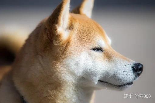 为什么日本就柴犬和秋田犬比较出名而国外大众忽略了其他犬种 知乎