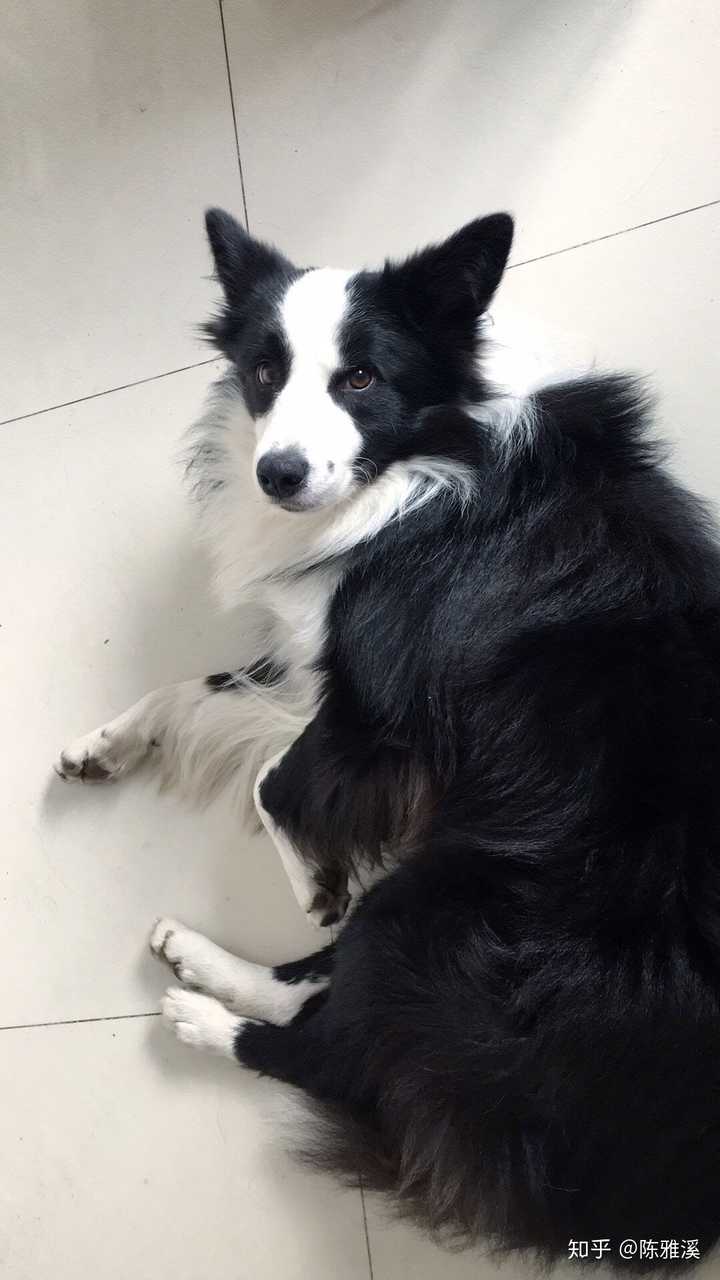 养一只聪明的狗省心吗 知乎 养一只聪明的狗省心吗 知乎