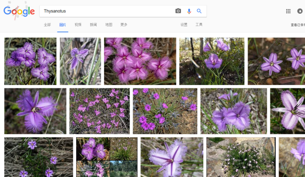 Lily是什么花 Lily英语怎么读 Tiger Lily的花语