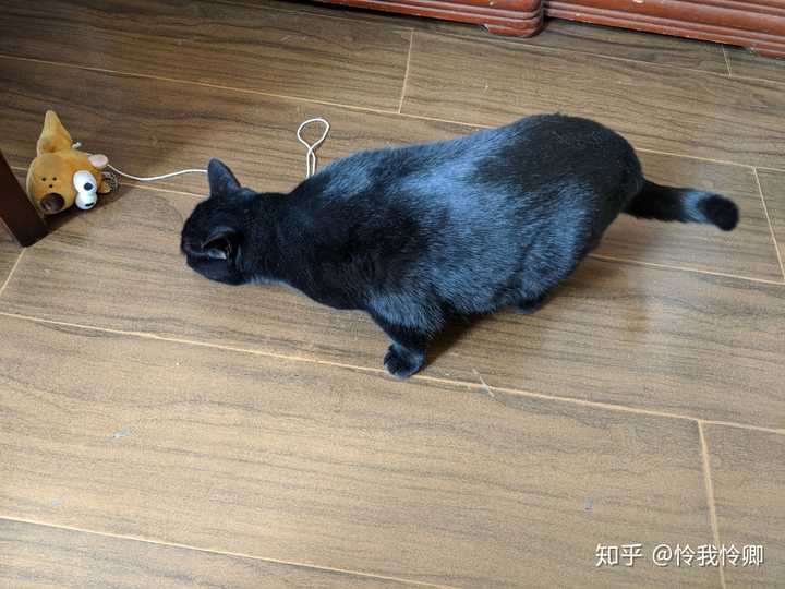 养黑猫会带来噩运吗 知乎