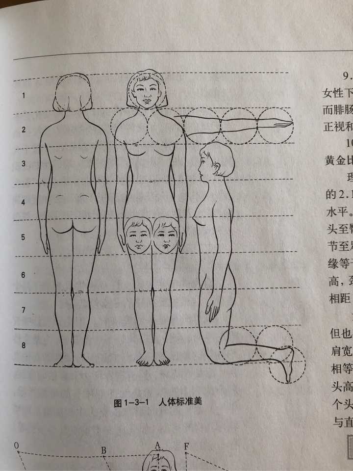 人体黄金比例 脸长19 5身高多少合适 知乎 人体黄金比例 脸长19 5身高多少合适 知乎