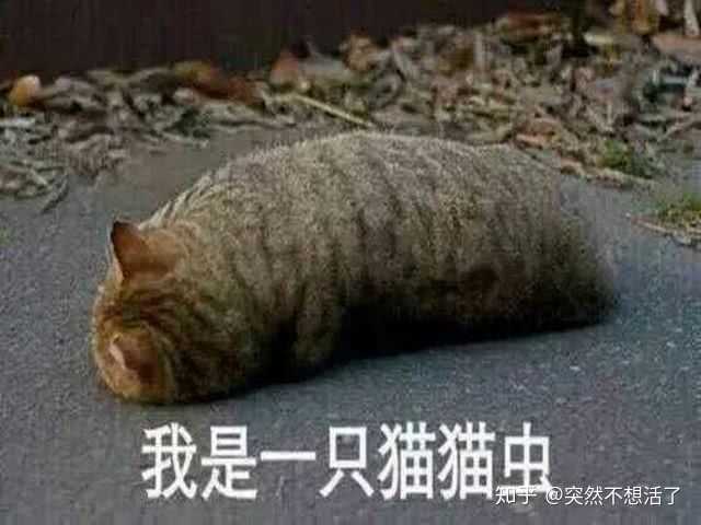 猫咪有哪些奇葩的坐姿 知乎