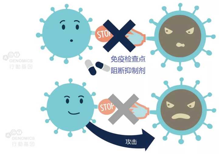 免疫检查点抑制剂能结合到"刹车"上使其不工作,让免疫细胞得以攻击癌