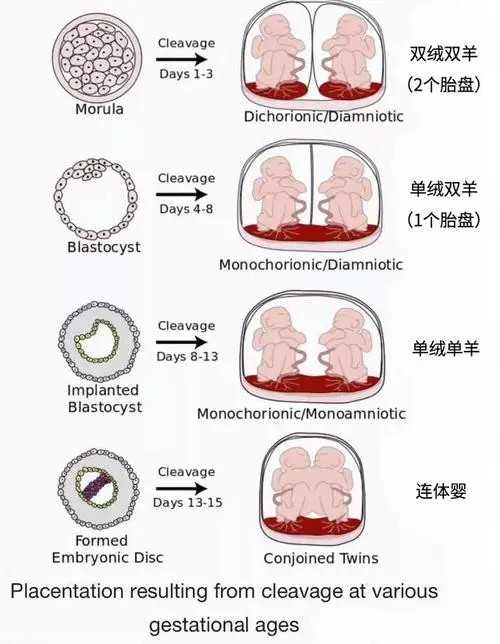 自有自己的羊膜囊啊。羊膜是哺乳动物的一大特性啊！初中生物的知识啊！双胞胎几种情况这就相当于两人同住一