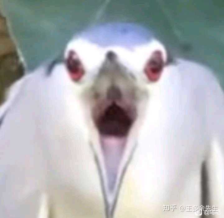 有知道这是什么鸟的么?看起啦蛮好看的? - 知乎
