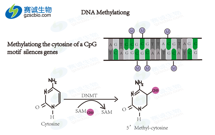 研究 DNA 甲基化对于研究遗传学的意义是什么? - 知乎